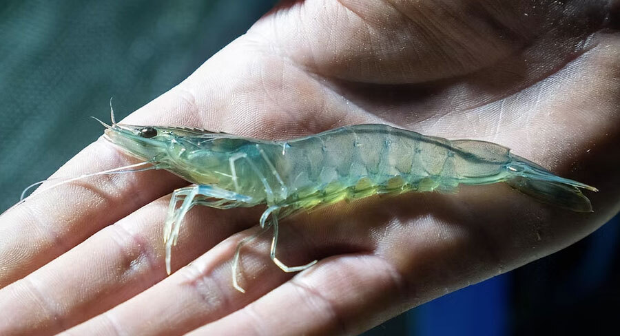 Nanobubbles add pep to shrimp farm performance