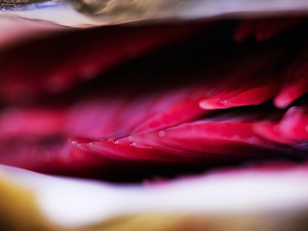 Benchmark Genetic Gill Health primary image jpg 7nov25