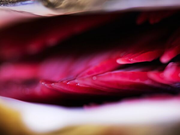 Breed for resilience, manage for prevention