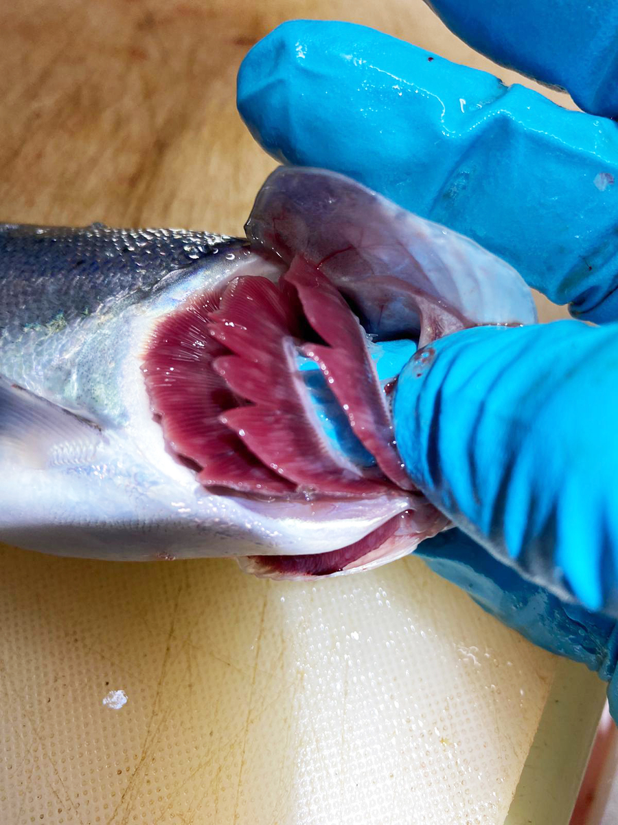 Benchmark salmon gill 1 7nov25