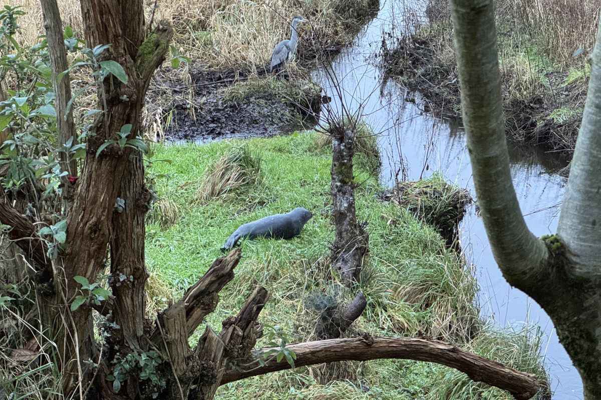 An unexpected visitor called at the McCubbin's Oban garden - the seal had made its way one mile upstream from the sea, probably chasing food. Photograph: Kevin McCubbin An unexpected visitor called at the McCubbin's Oban garden - the seal had made its way one mile upstream from the sea, probably chasing food. Photograph: Kevin McCubbin