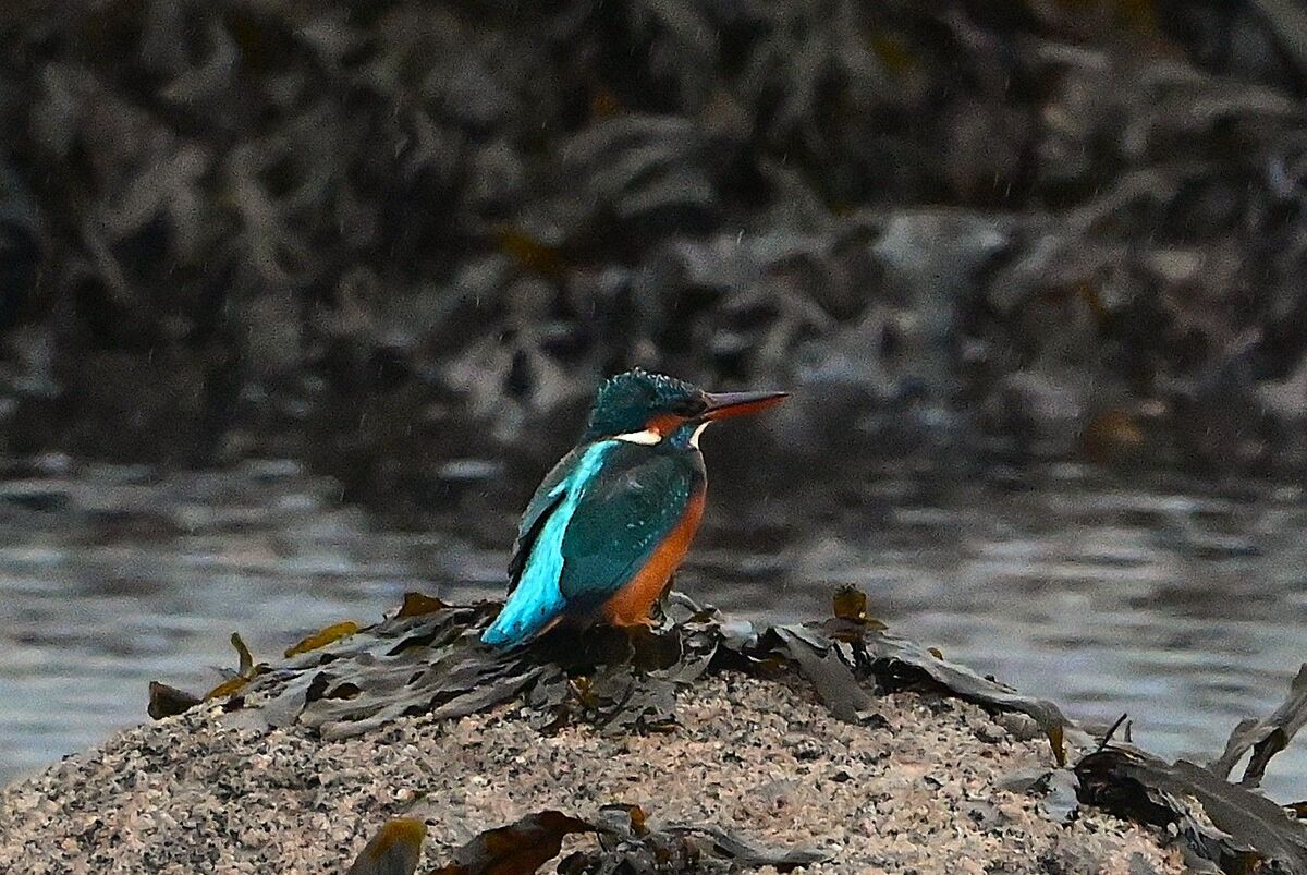 There were 14 reports of kingfisher in November.  Photograph: Arthur Duncan.