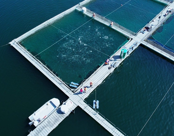 Trout farmer is first African customer for Ace Aquatec’s stunner