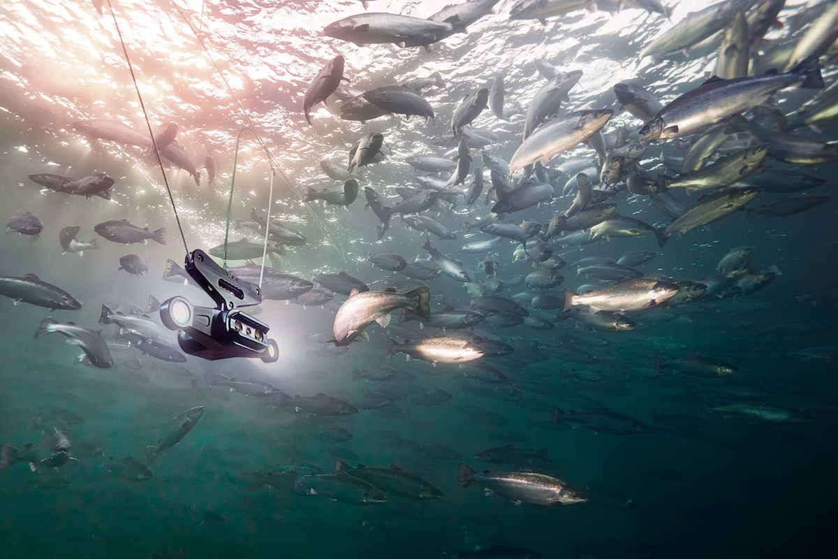 Aquabyte Undervann 0210 6 3 MedFisk WebJPEG