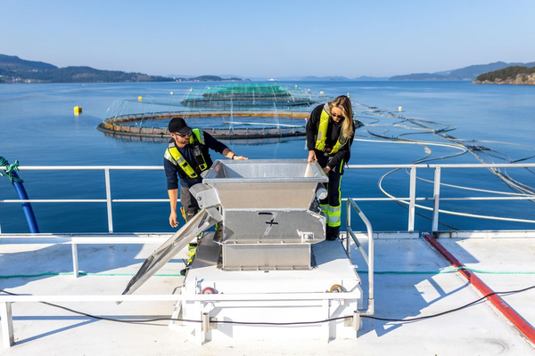 Norwegian salmon companies in strategic merger