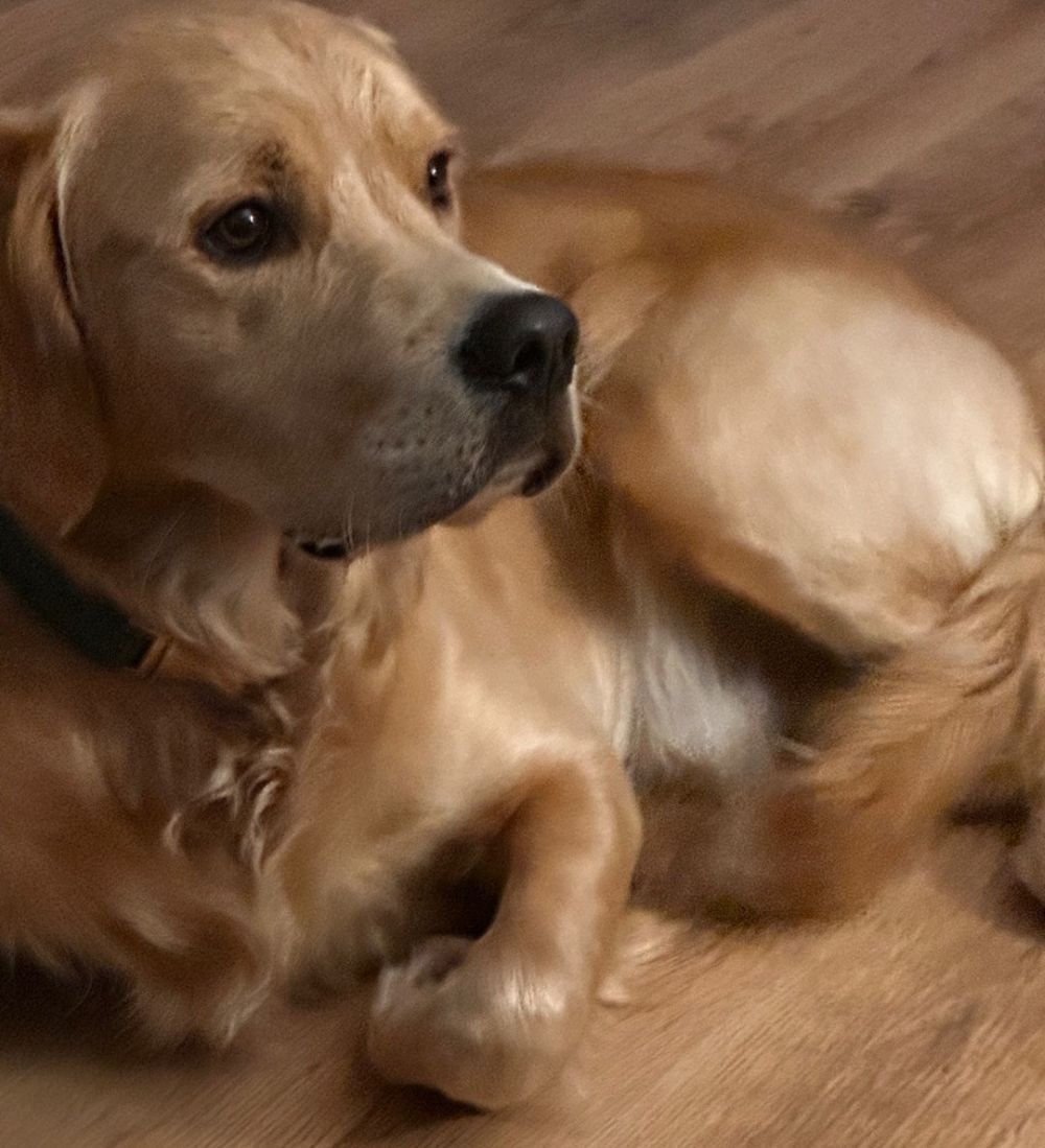 Louie has been missing since May 26. Louie has been missing since May 26.