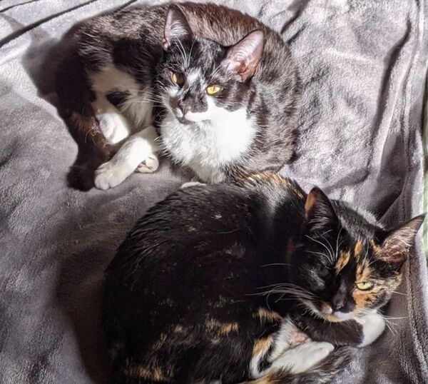 Fire guts shoreside house