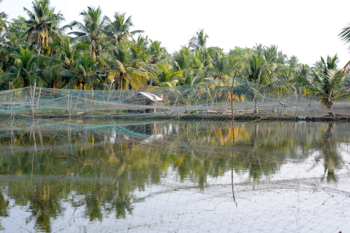 Shrimp farm on the backwaters of Kollam AdobeStock 79252581 web Shrimp farm on the backwaters of Kollam AdobeStock 79252581 web