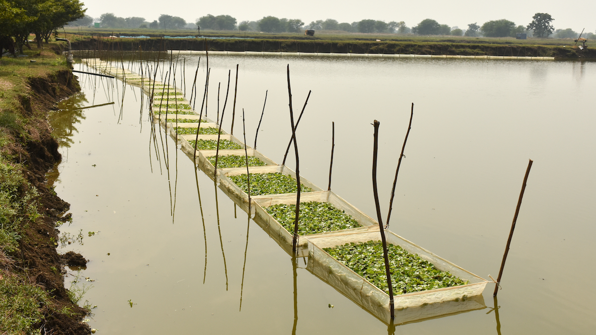 carp breeding setup India AdobeStock 515673597 web