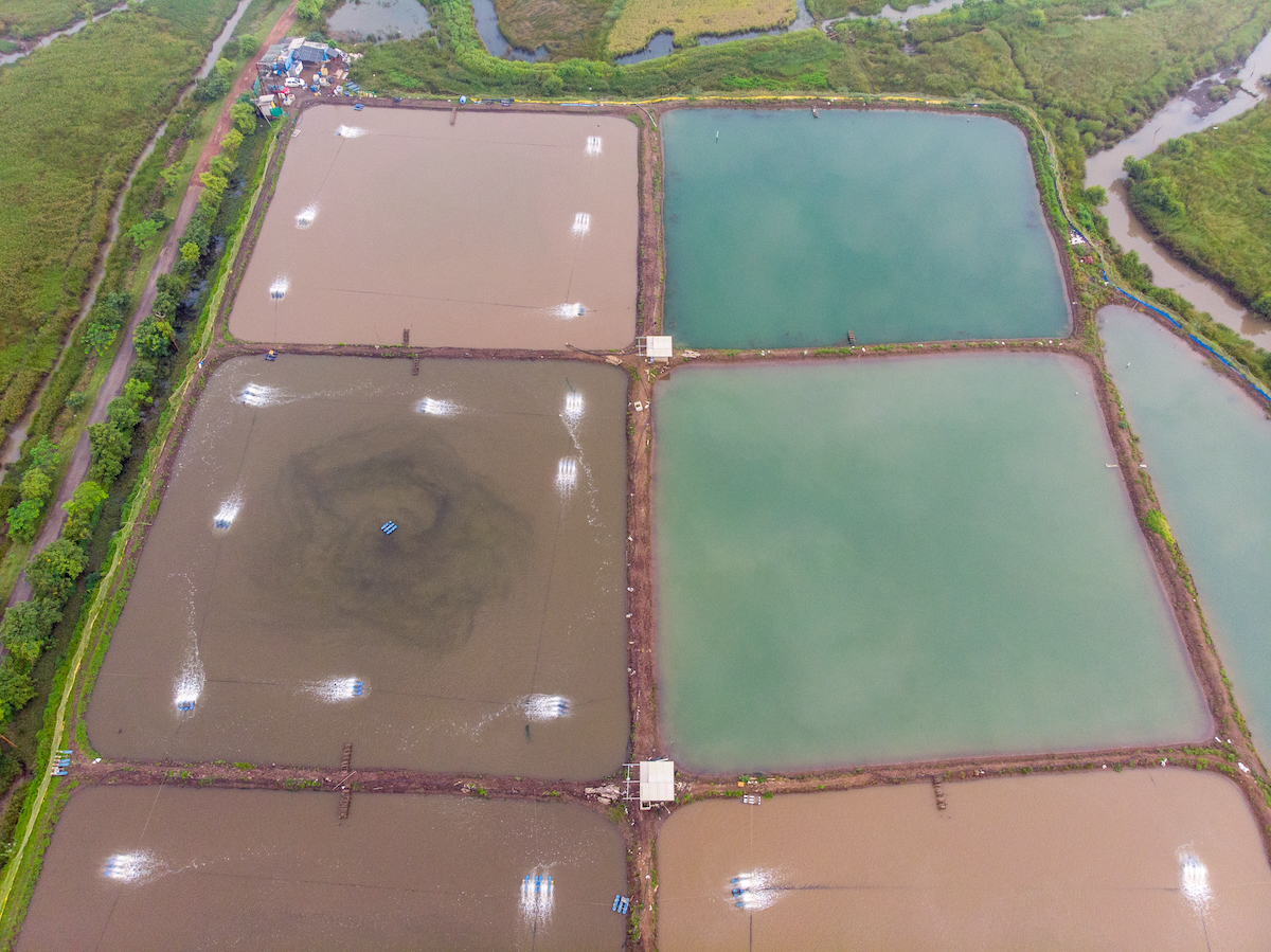 shrimp farm Revdanda India AdobeStock 387829919 web