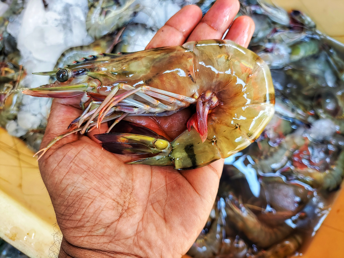 tiger prawn AdobeStock 1696109105 web tiger prawn AdobeStock 1696109105 web