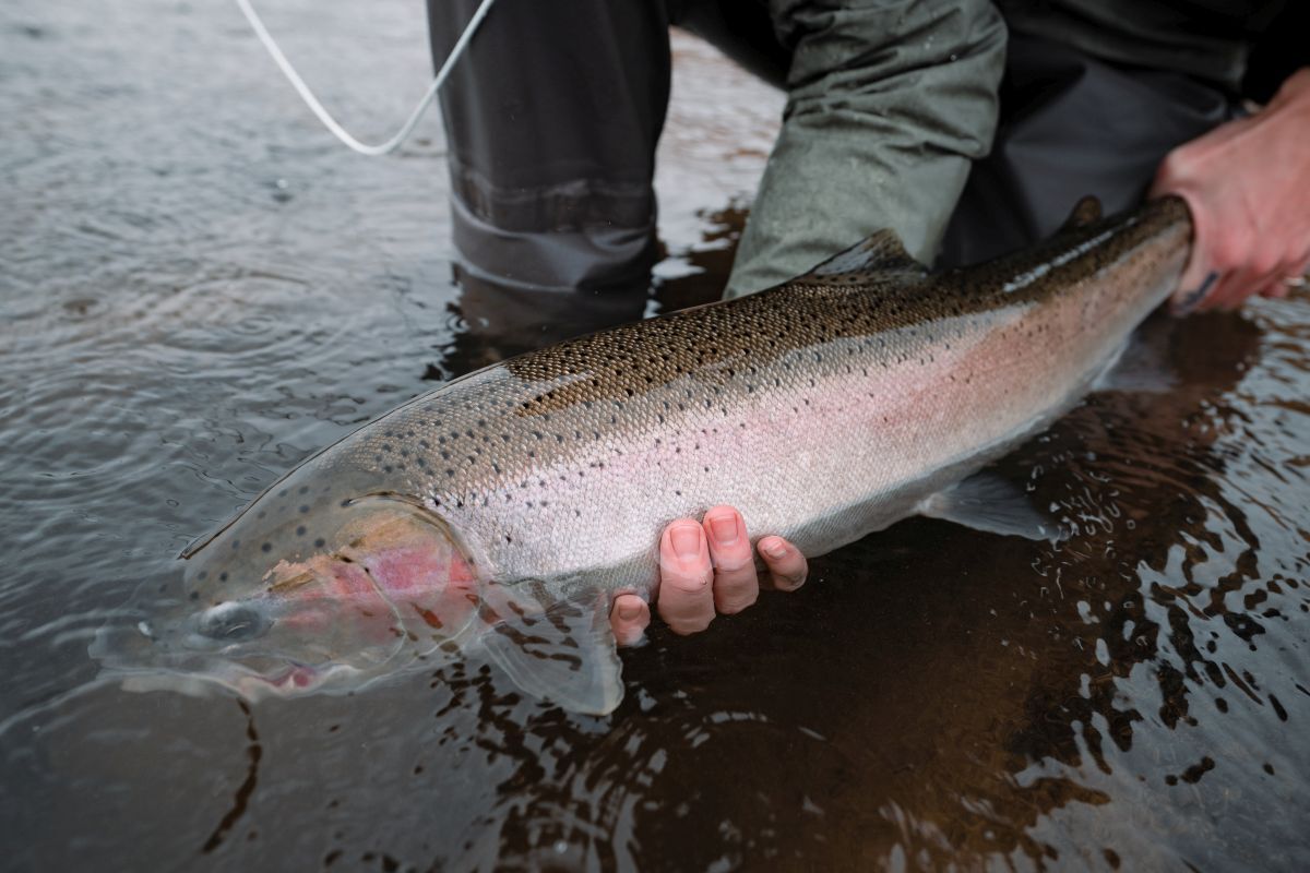 trout AdobeStock 487861194 trout AdobeStock 487861194