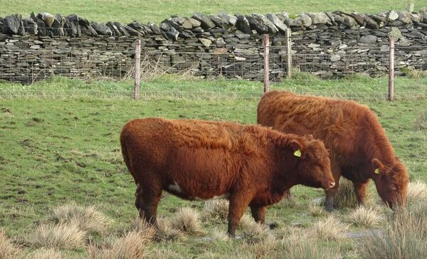 Cattle dung keeps winter tourism alive on Luing
