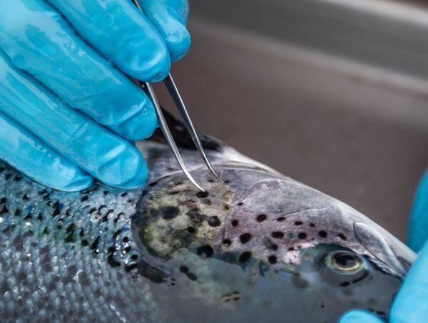 Benchmark Genetics and Nofima launch project to boost resistance to sea lice