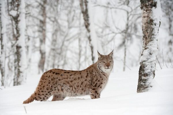 Lynx: communities in Highland invited to discuss reintroduction