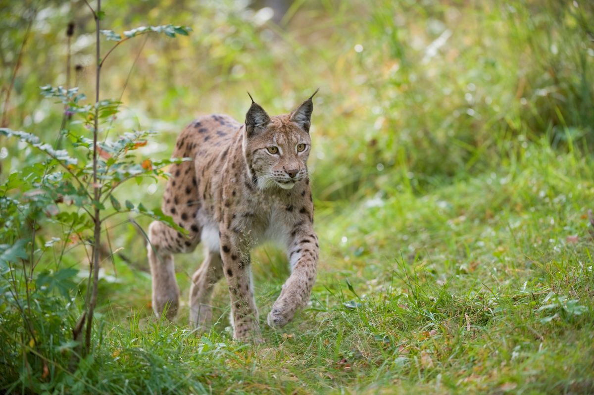 NO T03 European lynx (Felis lynx) adult female walking through woodland scotlandbigpicture.com web