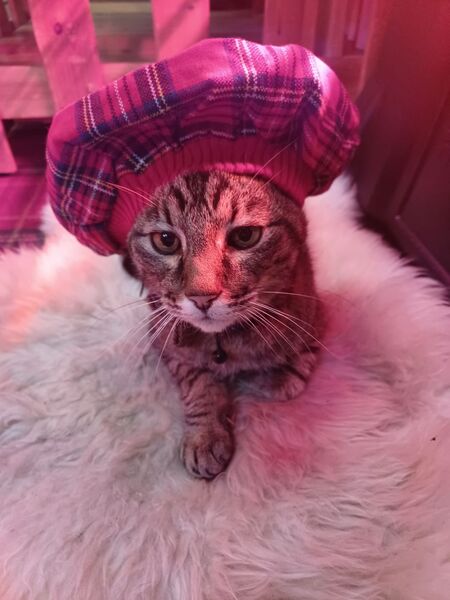 Monty &ldquo;living his best life&rdquo; after over a decade of entertaining Oban residents