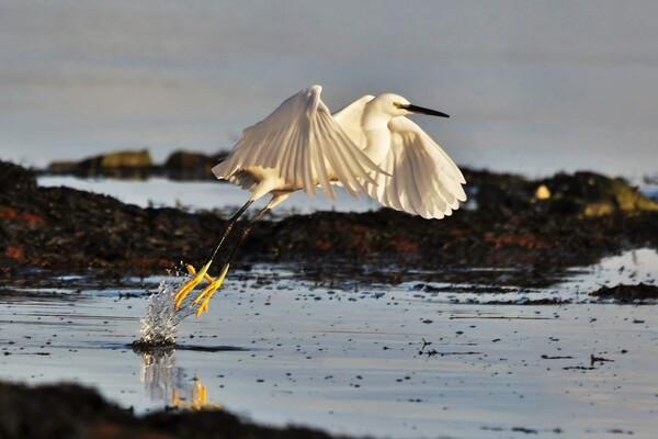 Little egret colonising Arran