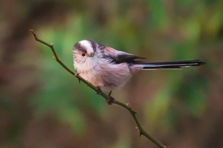 Long-tailed tit - one of the birds to look out for in the RSPB Big Garden Birdwatch. Photograph: Joan Thomson