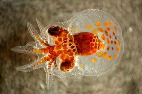 Campaigners hail victory over Spanish octopus farm plan