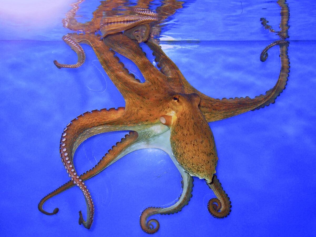 Octopus vulgaris Staatliches Museum fur Naturkunde Karlsruhe Germany 9jan26