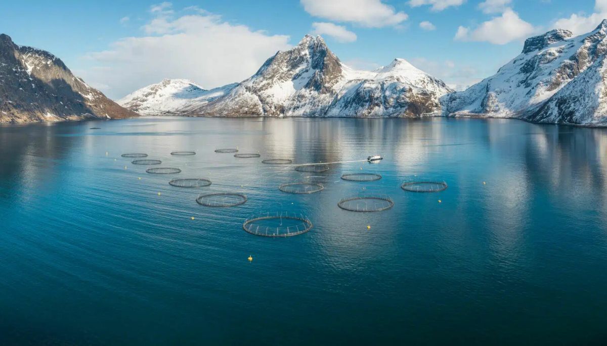 SalMar Norway site (Stock SalMar image) vince SalMar Norway site (Stock SalMar image) vince