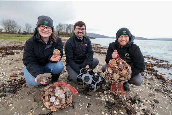Scottish bred oysters are bedrock of Belfast reef project