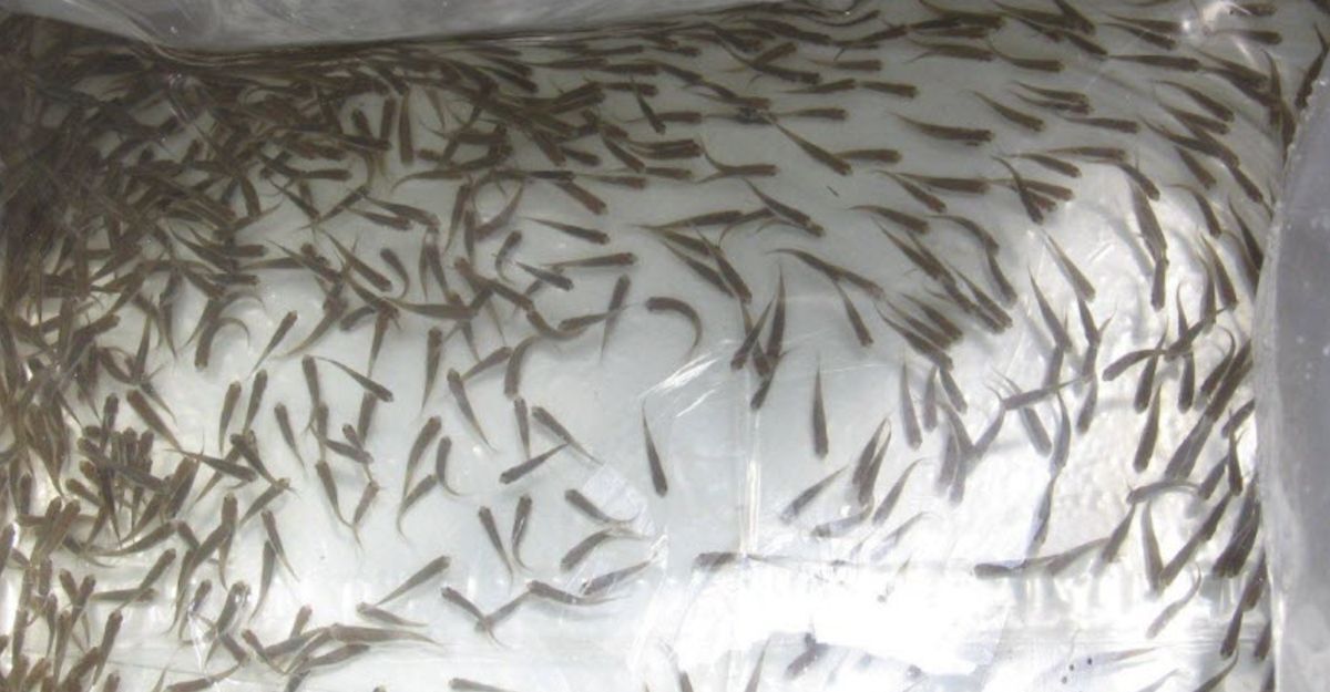 minnows at Los Lunas hatcheryweb