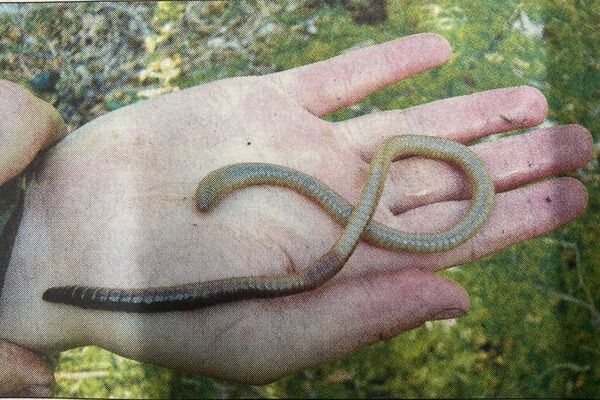 Lochaber Times, From Our Files: January 22 2026