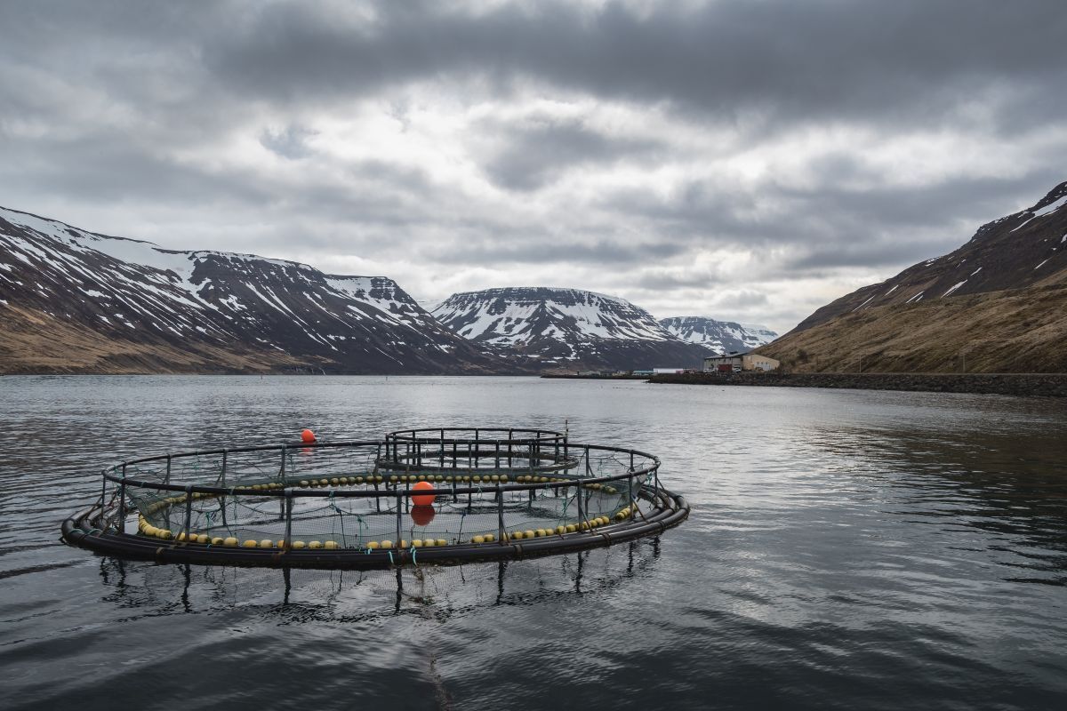 AdobeStock 165430103 web_ Icelandic salmon farm AdobeStock 165430103 web_ Icelandic salmon farm