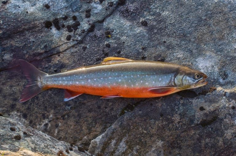 Arctic char Arctic char