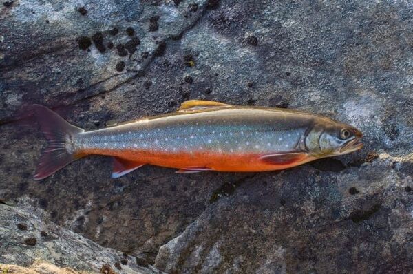 Iceland investigating dead Arctic Char find