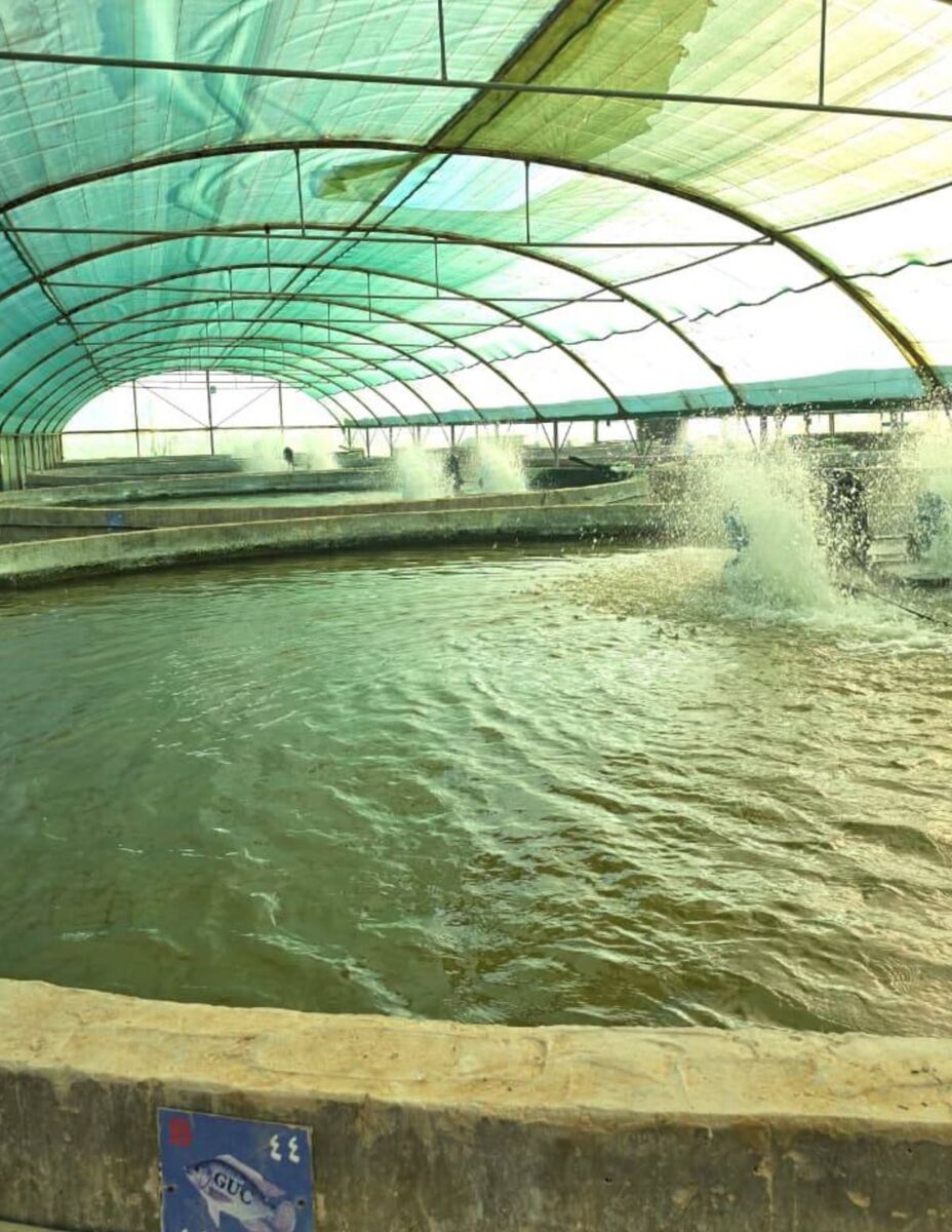 Gulf union farm photo 3 WEB