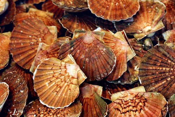 Report finds hand-dived scallops generate "four times" the value of dredged