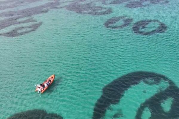 Rare seagrass fairy circles seen off Barra