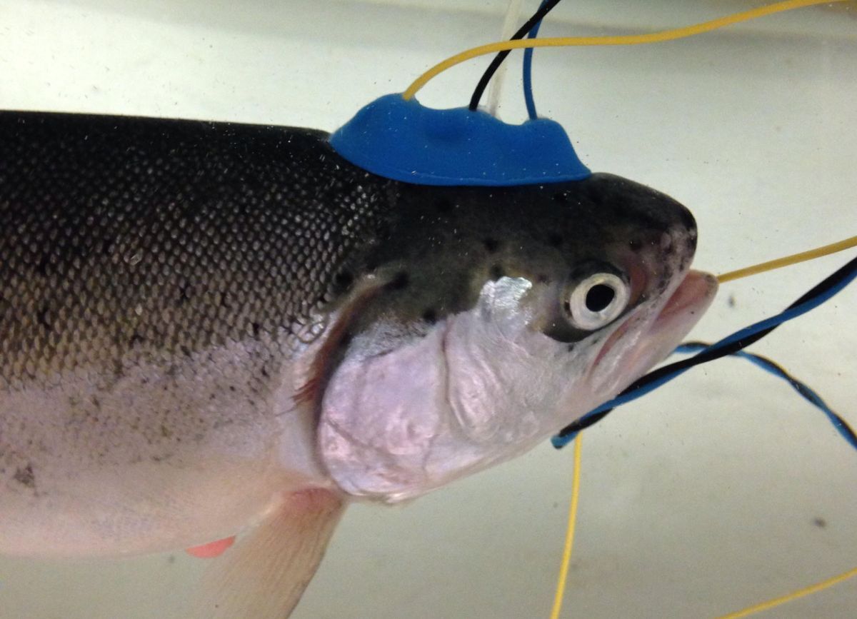 Rainbow trout fitted with non invasive EEG NEW Rainbow trout fitted with non invasive EEG NEW