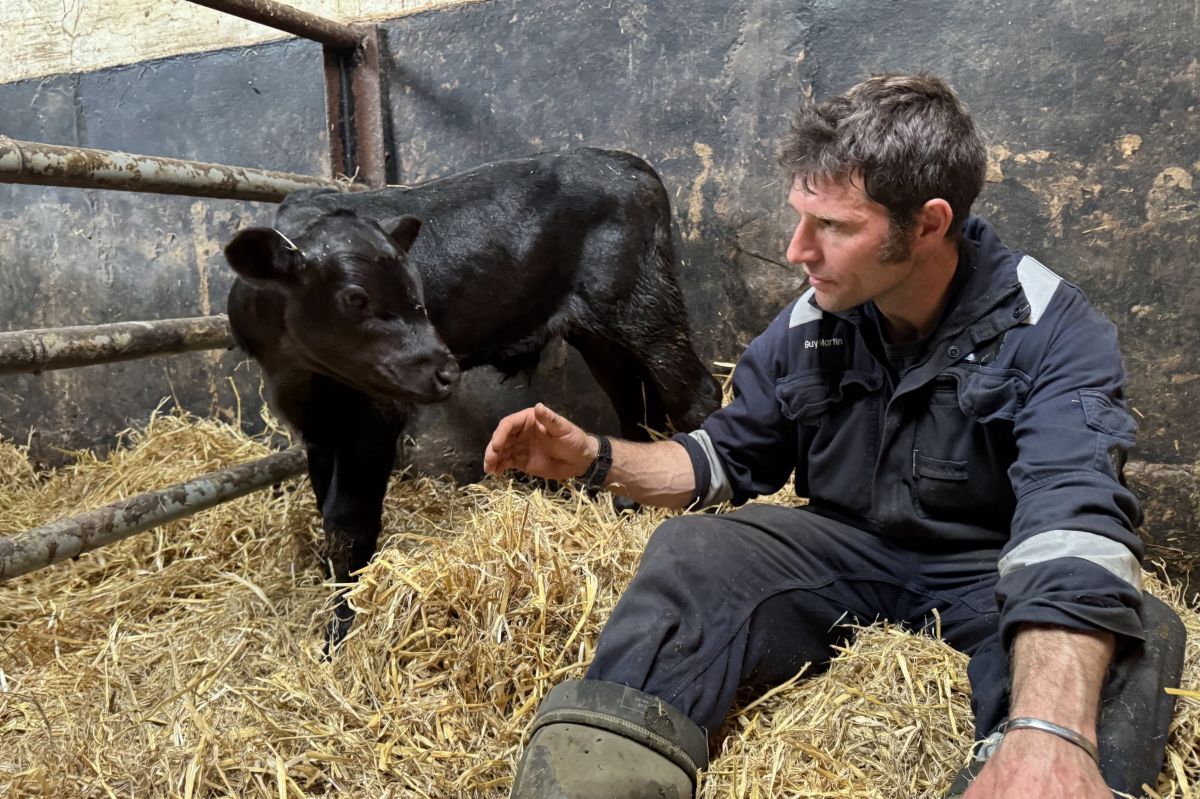 TV ‘proper bloke’ Guy Martin gets to grips with dairy farming on Gigha