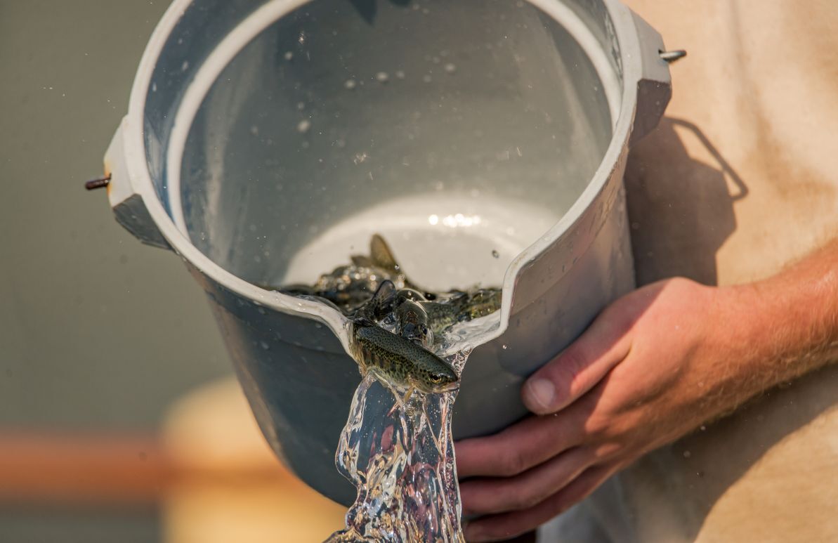 Young trout being poured into a growout tank at a fish hatchery AdobeStock 277817435