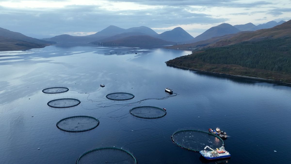 aerial salmon farm resize aerial salmon farm resize