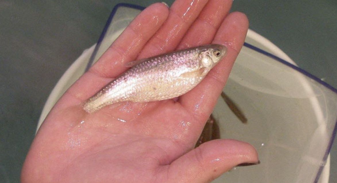 gravid female Los Lunas hatcheryweb