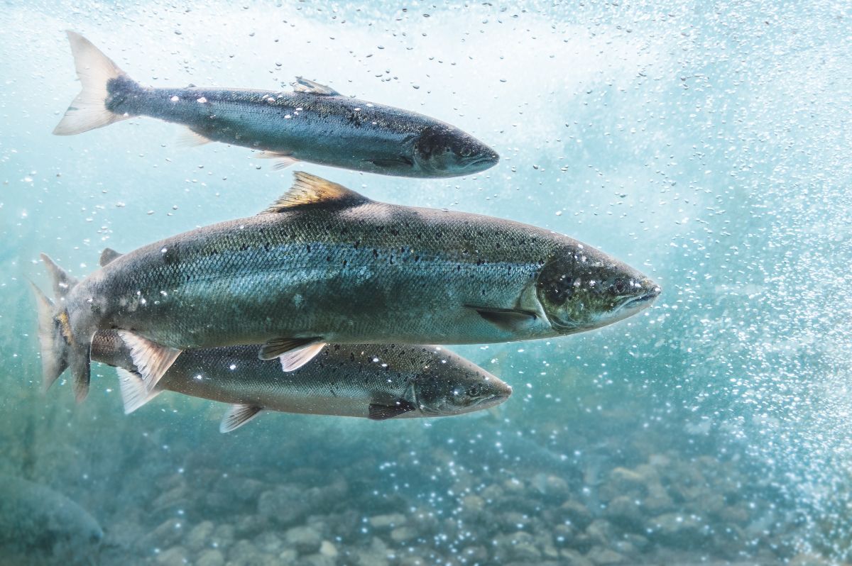Fish Farmer - Features - Fishmeal on the up