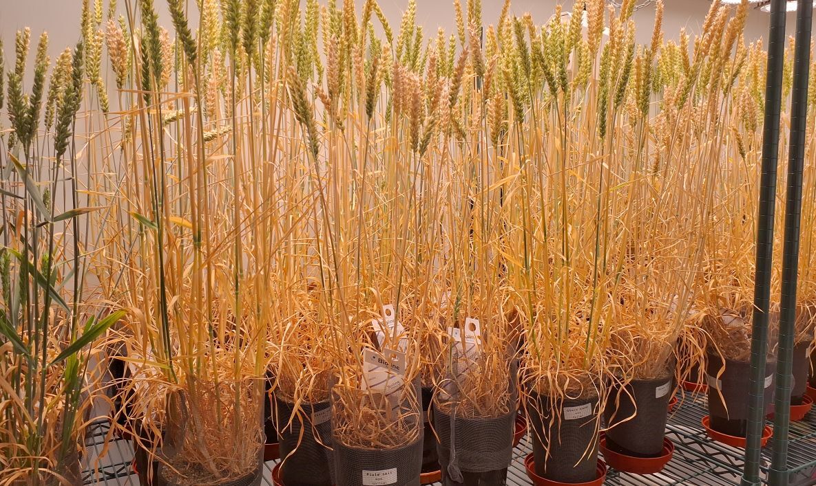 wheat agri tech centre WEB