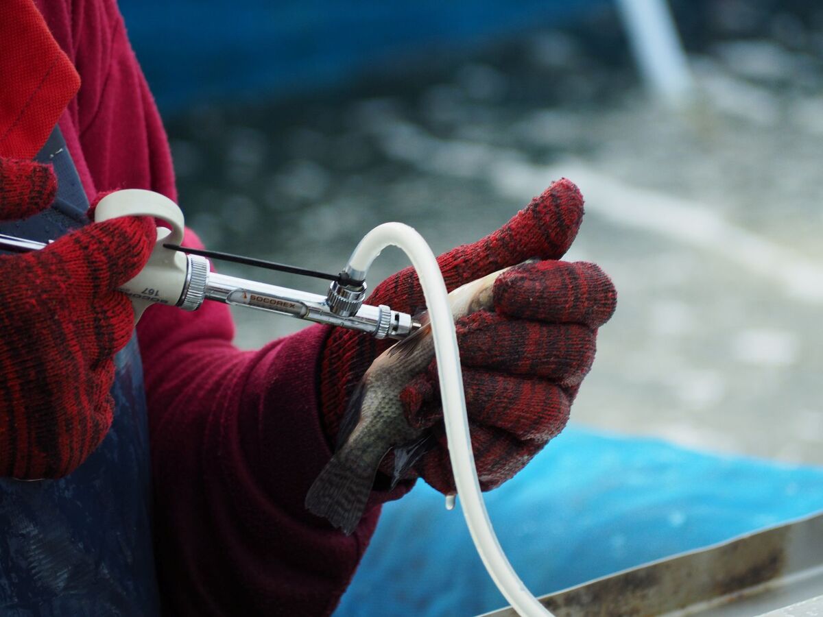 Fish Health and Welfare