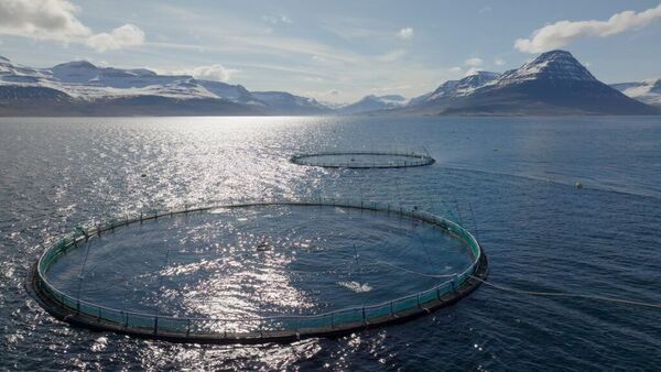 Iceland salmon company issues financial alert