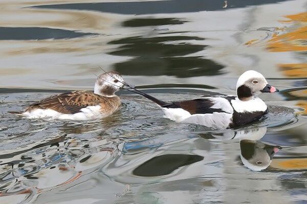 Interesting avian activity in January
