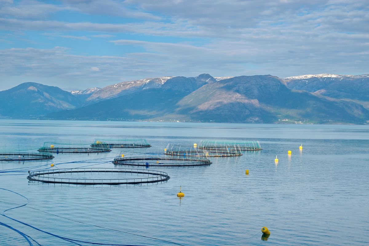 Norwegian Fish health picture