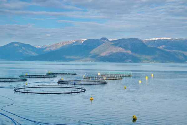 Major improvement in Norwegian salmon health