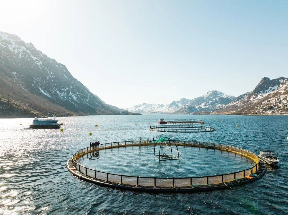 Norwegian cod farm