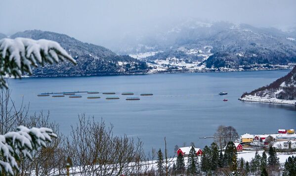 Ode increases its investment in submersible cod farming