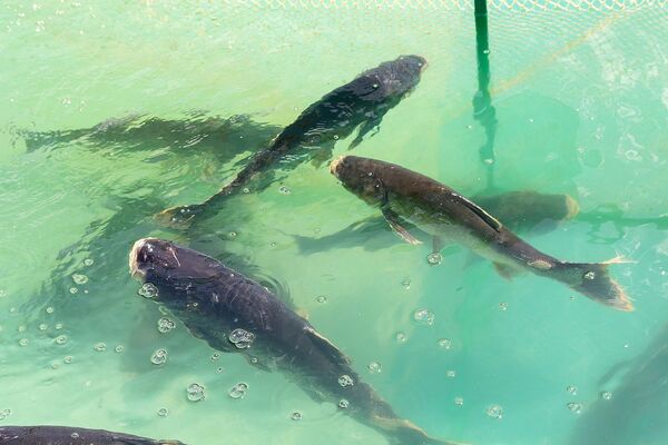 Air Products investment offers greater resilience to Scottish aquaculture